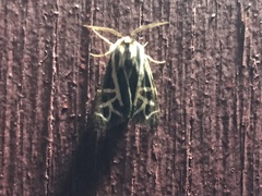 Apantesis williamsii