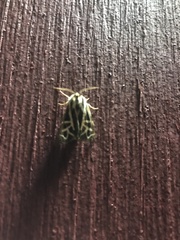 Apantesis williamsii