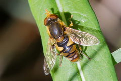 Parhelophilus obsoletus