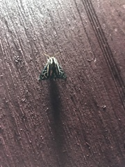 Apantesis williamsii