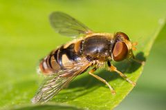 Parhelophilus obsoletus