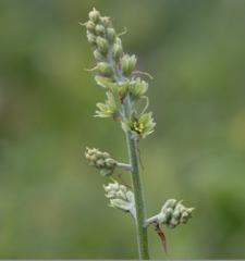 Veratrum viride eschscholtzianum