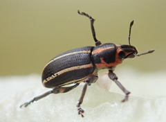 Eudiagogus maryae