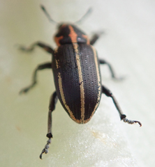 Eudiagogus maryae
