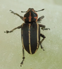 Eudiagogus maryae