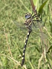 Macromia magnifica