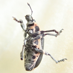 Eudiagogus maryae