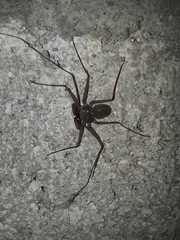Phrynus operculatus