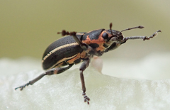 Eudiagogus maryae