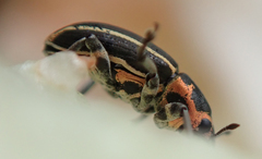 Eudiagogus maryae
