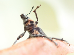 Eudiagogus maryae