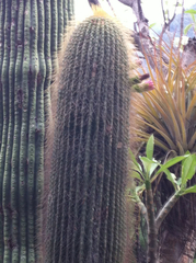 Cephalocereus polylophus