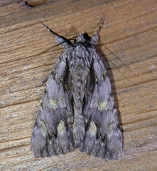 Catocala coccinata