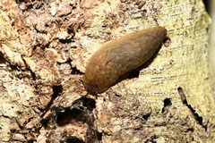 Pseudaneitea