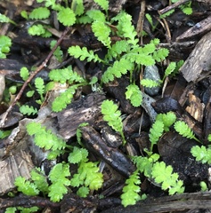 Leptinella tenella