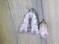 Catocala gracilis