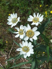 Achillea ptarmica macrocephala
