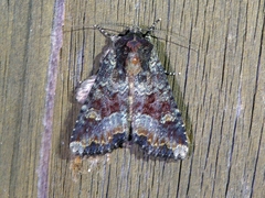 Apamea amputatrix