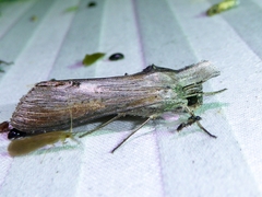 Cucullia convexipennis