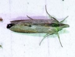 Cucullia convexipennis