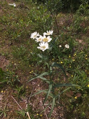 Achillea ptarmica macrocephala
