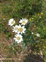 Achillea ptarmica macrocephala
