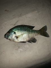 Lepomis macrochirus macrochirus