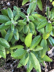 Brachyglottis laxifolia