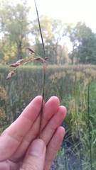 Schoenoplectus heterochaetus