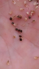 Schoenoplectus heterochaetus