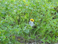 Helianthus debilis image