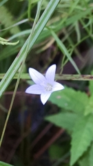 Campanula aparinoides