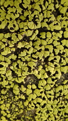 Rhizocarpon macrosporum image