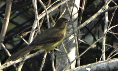 Chlorocichla flaviventris flaviventris