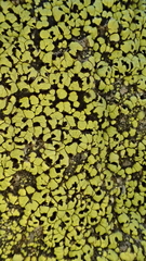 Rhizocarpon macrosporum image