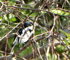 Batis molitor molitor