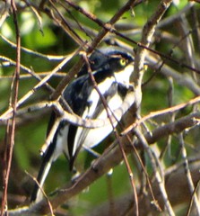 Batis molitor molitor