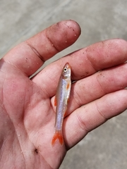 Notropis ammophilus