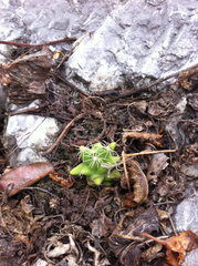Mammillaria longimamma