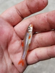 Notropis ammophilus