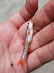 Notropis ammophilus