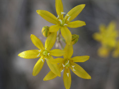 Triteleia lemmoniae