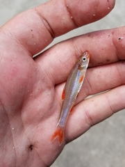 Notropis ammophilus