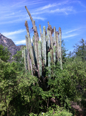 Isolatocereus dumortieri