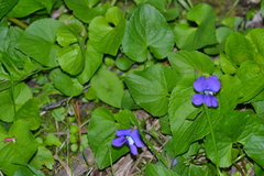 Viola cucullata