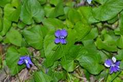 Viola cucullata