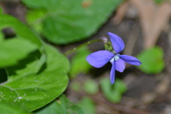 Viola cucullata