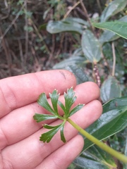 Niphogeton ternata