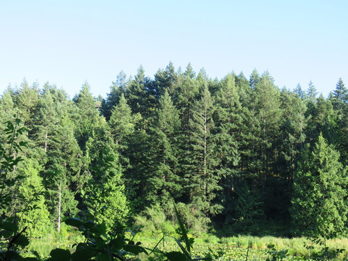 Pseudotsuga menziesii