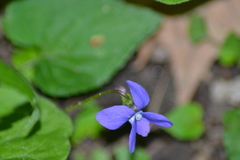Viola cucullata